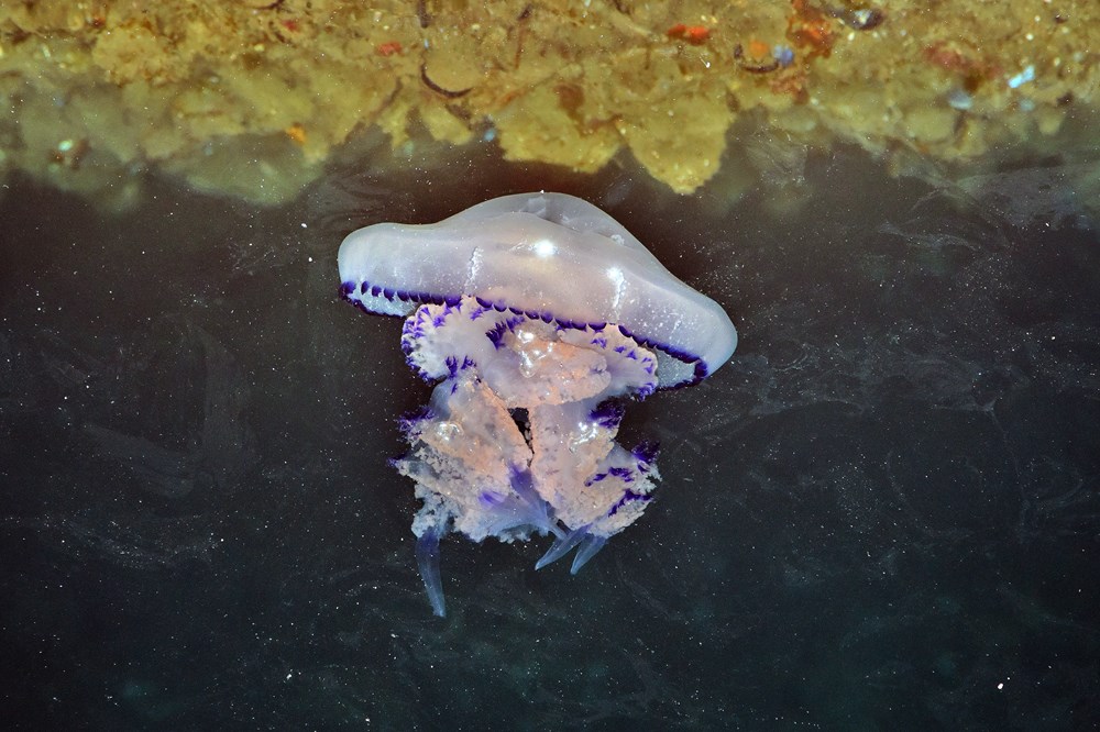 meduza,, morska  pluća